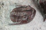 Red Aulacopleura & Leonaspis Trilobites - Hmar Laghdad, Morocco #82973-3